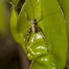 Phaneropterinae (subfamily) at Higgins, ACT - 21 Oct 2021