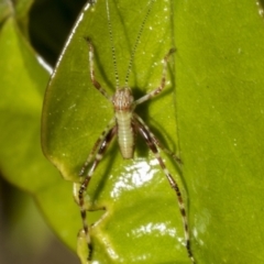 Phaneropterinae (subfamily) at Higgins, ACT - 21 Oct 2021 06:10 AM