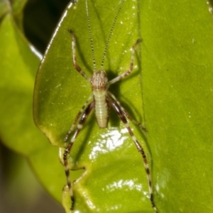 Phaneropterinae (subfamily) at Higgins, ACT - 21 Oct 2021