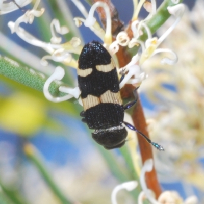 Castiarina bifasciata (Jewel beetle) at Mount Clear, ACT - 21 Dec 2021 by Harrisi
