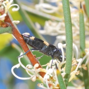 Castiarina bifasciata at Mount Clear, ACT - 21 Dec 2021