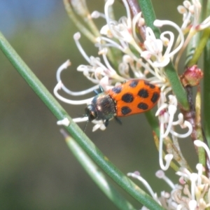 Castiarina octomaculata at Mount Clear, ACT - 21 Dec 2021