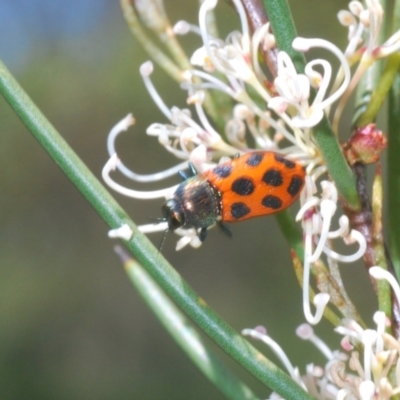 Castiarina octomaculata (A jewel beetle) at Mount Clear, ACT - 21 Dec 2021 by Harrisi