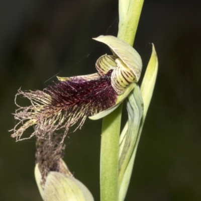 Calochilus platychilus (Purple Beard Orchid) at Black Mountain - 20 Oct 2021 by AlisonMilton