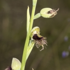 Calochilus platychilus at Undefined Area - suppressed