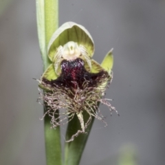 Calochilus platychilus at Undefined Area - suppressed