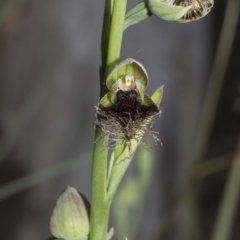 Calochilus platychilus at Undefined Area - suppressed