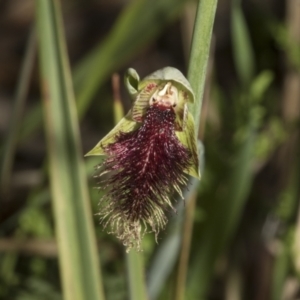 Calochilus platychilus at Undefined Area - suppressed