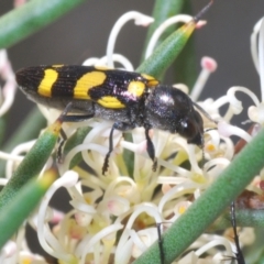 Castiarina australasiae (A jewel beetle) at Mount Clear, ACT - 21 Dec 2021 by Harrisi