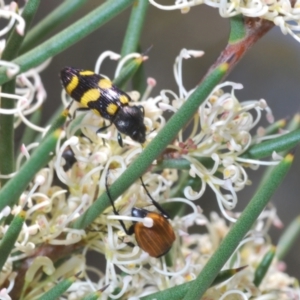 Castiarina australasiae at Mount Clear, ACT - 21 Dec 2021