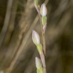 Thelymitra (Genus) (Sun Orchid) at Molonglo Valley, ACT - 21 Oct 2021 by AlisonMilton