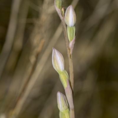 Thelymitra sp. (A Sun Orchid) at Molonglo Valley, ACT - 20 Oct 2021 by AlisonMilton