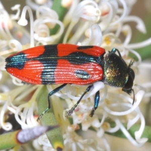 Castiarina delectabilis at Mount Clear, ACT - 21 Dec 2021