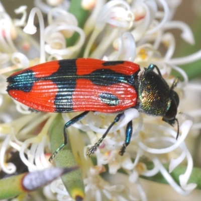 Castiarina delectabilis (A jewel beetle) at Mount Clear, ACT - 21 Dec 2021 by Harrisi