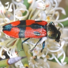 Castiarina delectabilis (A jewel beetle) at Mount Clear, ACT - 21 Dec 2021 by Harrisi