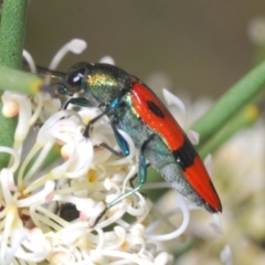 Castiarina delectabilis at Mount Clear, ACT - 21 Dec 2021