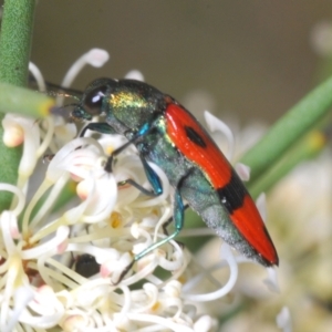 Castiarina delectabilis at Mount Clear, ACT - 21 Dec 2021