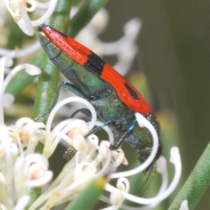 Castiarina delectabilis at Mount Clear, ACT - 21 Dec 2021