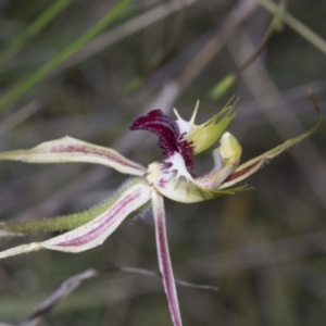 Caladenia atrovespa at Molonglo Valley, ACT - 21 Oct 2021