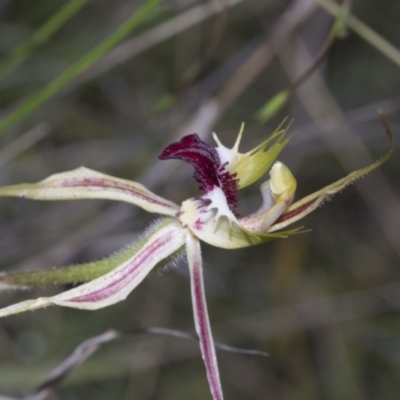 Caladenia atrovespa (Green-comb Spider Orchid) at Molonglo Valley, ACT - 21 Oct 2021 by AlisonMilton