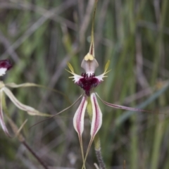 Caladenia atrovespa at Molonglo Valley, ACT - 21 Oct 2021