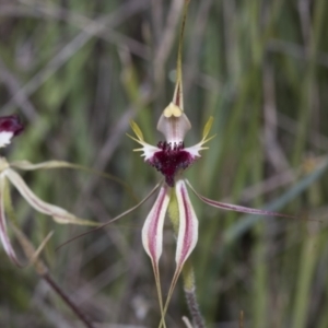 Caladenia atrovespa at Molonglo Valley, ACT - 21 Oct 2021