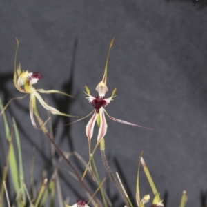 Caladenia atrovespa at Molonglo Valley, ACT - 21 Oct 2021