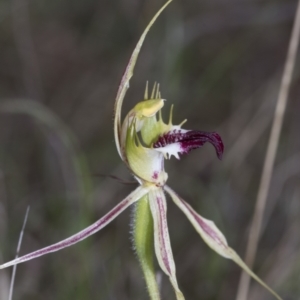 Caladenia atrovespa at Molonglo Valley, ACT - 21 Oct 2021