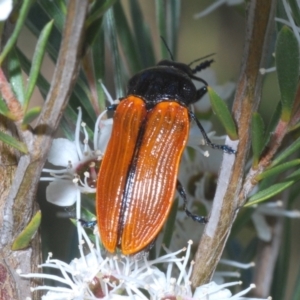 Castiarina rufipennis at Molonglo Valley, ACT - 22 Dec 2021