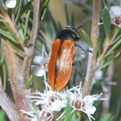Castiarina rufipennis at Molonglo Valley, ACT - 22 Dec 2021