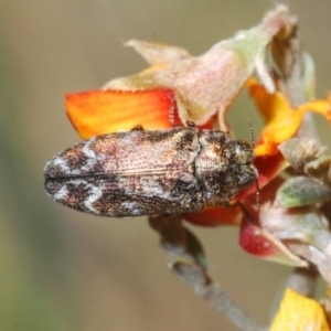 Ethonion reichei at Mount Clear, ACT - 21 Dec 2021