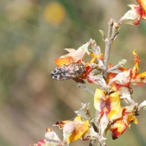 Ethonion reichei at Mount Clear, ACT - 21 Dec 2021