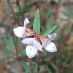 Lotus australis (Austral Trefoil) at Namadgi National Park - 21 Dec 2021 by Harrisi