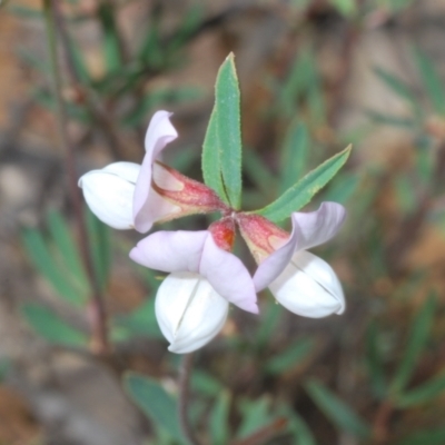 Lotus australis (Austral Trefoil) at Mount Clear, ACT - 21 Dec 2021 by Harrisi