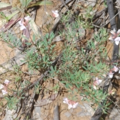 Lotus australis at Mount Clear, ACT - 21 Dec 2021