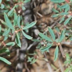 Lotus australis at Mount Clear, ACT - 21 Dec 2021