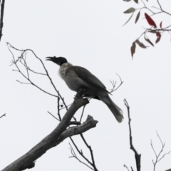 Philemon corniculatus (Noisy Friarbird) at Molonglo Valley, ACT - 21 Oct 2021 by AlisonMilton