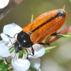 Castiarina rufipennis (Jewel beetle) at Paddys River, ACT - 20 Dec 2021 by Harrisi