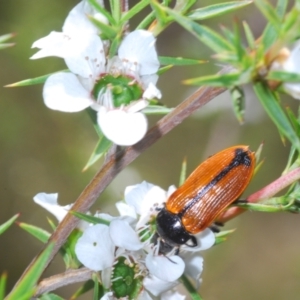 Castiarina rufipennis at Paddys River, ACT - 20 Dec 2021