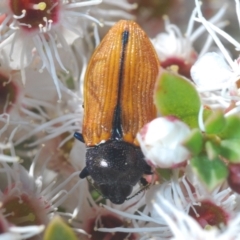 Castiarina subpura (A jewel beetle) at Tidbinbilla Nature Reserve - 19 Dec 2021 by Harrisi