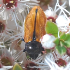 Castiarina subpura (A jewel beetle) at Paddys River, ACT - 20 Dec 2021 by Harrisi