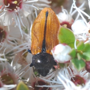 Castiarina subpura at Paddys River, ACT - 20 Dec 2021