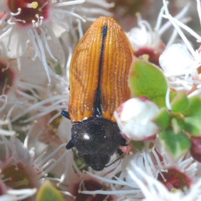 Castiarina subpura (A jewel beetle) at Paddys River, ACT - 20 Dec 2021 by Harrisi