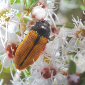 Castiarina subpura at Paddys River, ACT - 20 Dec 2021