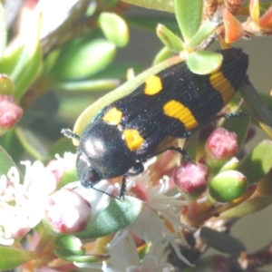 Castiarina australasiae at Paddys River, ACT - 20 Dec 2021