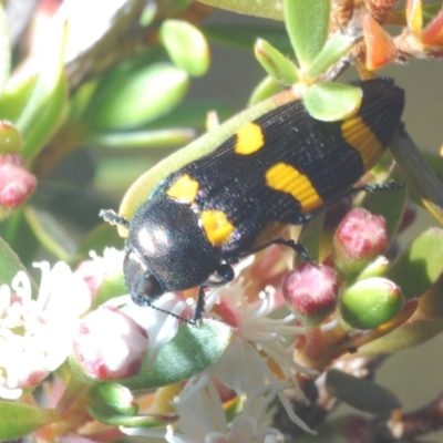 Castiarina australasiae (A jewel beetle) at Tidbinbilla Nature Reserve - 19 Dec 2021 by Harrisi