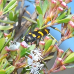 Castiarina australasiae at Paddys River, ACT - 20 Dec 2021 09:00 AM