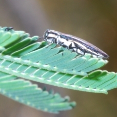 Agrilus hypoleucus (Hypoleucus jewel beetle) at Gibraltar Pines - 20 Dec 2021 by Harrisi