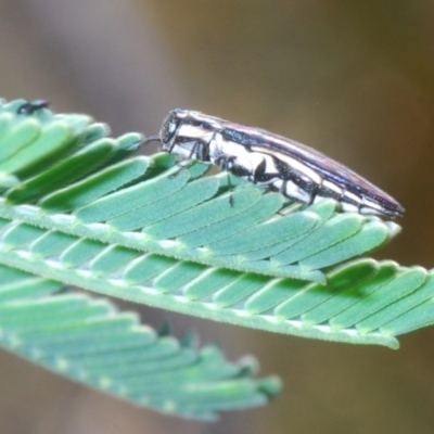 Agrilus hypoleucus (Hypoleucus jewel beetle) at Paddys River, ACT - 20 Dec 2021 by Harrisi