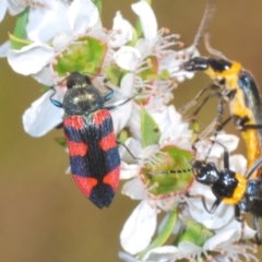 Castiarina kershawi (A jewel beetle) at Paddys River, ACT - 20 Dec 2021 by Harrisi